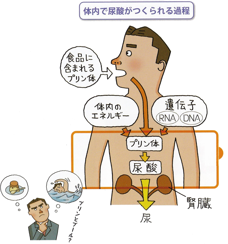 値 尿酸 尿酸値と腎臓病の関係は？尿酸値が引き起こす病気と対策について解説