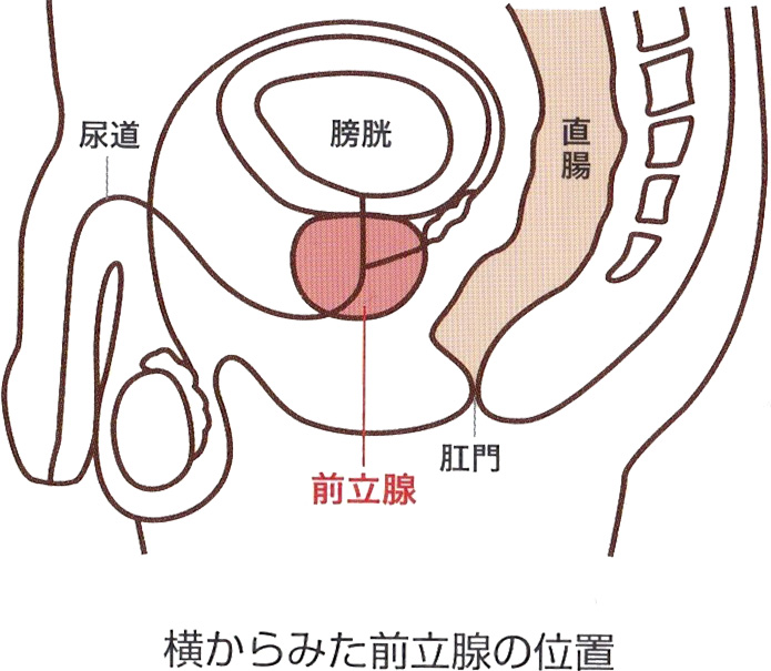 中高年男性の尿トラブル　前立腺肥大症