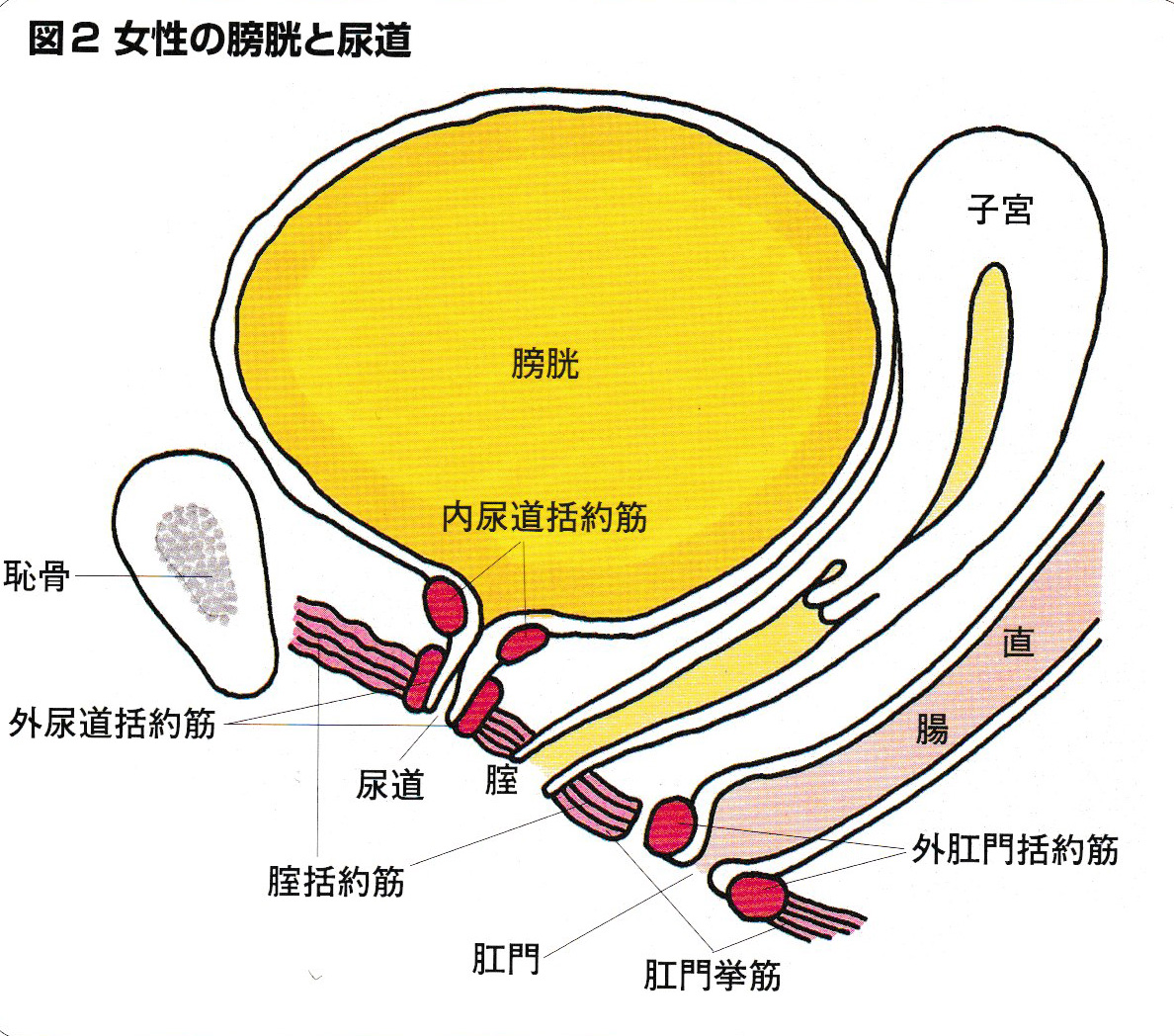 認識膀胱：位置、構造、功能、保養照顧 - Hello 醫師