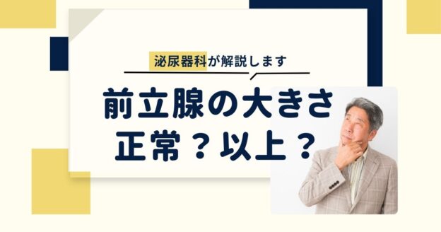 前立腺の大きさはどこからが正常？異常？泌尿器科が解説します