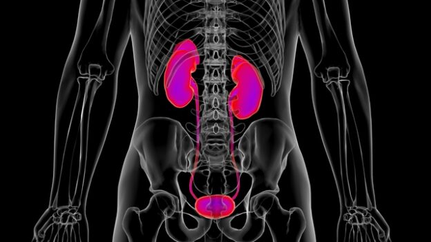前立腺肥大と腎機能低下の関係とは｜数値が気になるときに知っておきたい基礎知識